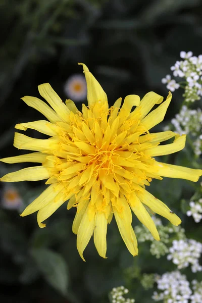 Білі Квіти Квітка Кульбаби Фоні — стокове фото
