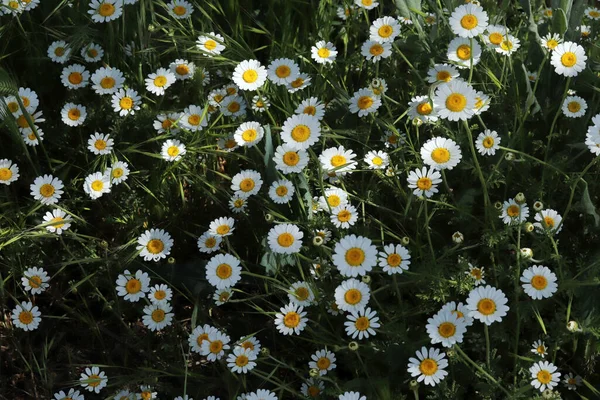 Daisy Camomille Virágok Pályán Fehér Virágok Háttér — Stock Fotó