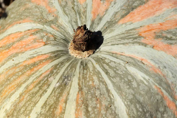 Big Pumpkin Close Texture Background Agriculture Organic Plant — Stock Photo, Image