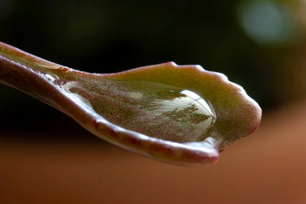 Wasser Blatt Makroaufnahme Von Blatt Und Wasser — Stockfoto