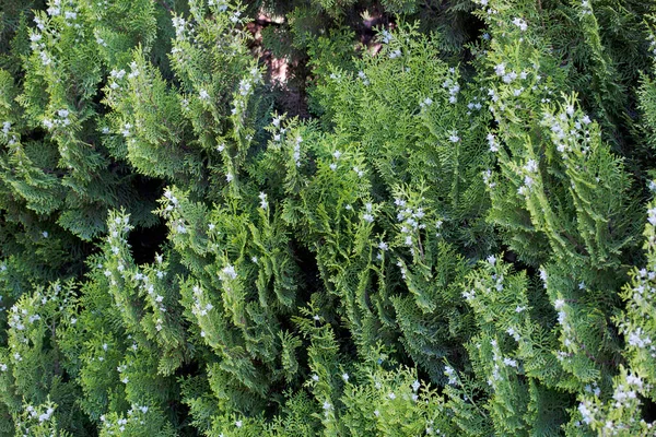 Thuja Arbusto Sus Bayas — Foto de Stock