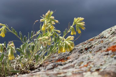 Dağlarda yetişen sarı yabani çiçekler