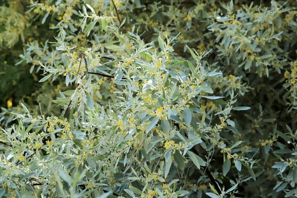 Igne Árvore Com Folhas Flores Elaeagnus — Fotografia de Stock