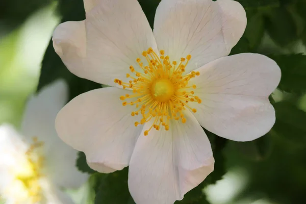 Λευκό Λουλούδι Και Φύλλα Άγριου Τριαντάφυλλου Ροδακινιά — Φωτογραφία Αρχείου