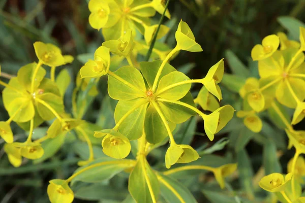 Macro Photography Beautiful Mountain Flowers — Fotografia de Stock