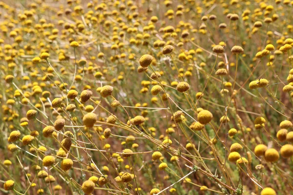 Flores Amarillas Campo — Foto de Stock
