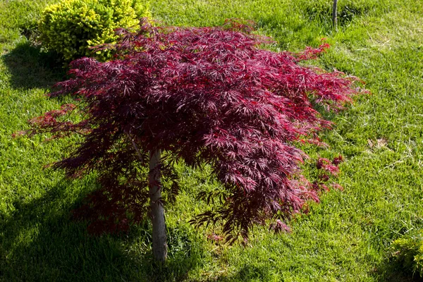 Deciduous Ornamental Shrub Plant Known Japanese Maple — Fotografia de Stock