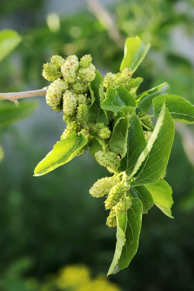 stock image Mulberry berries close-up on a tree branch