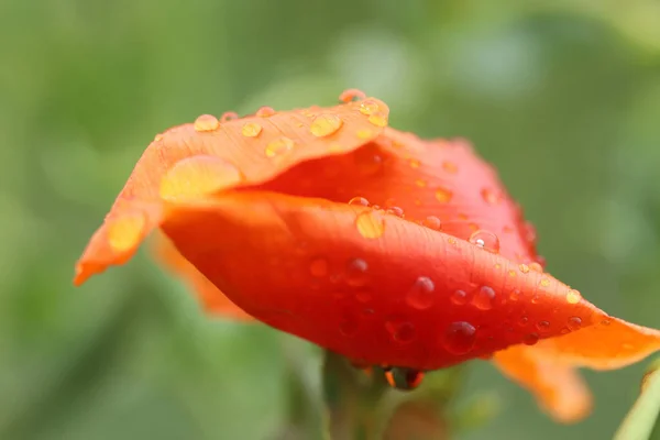 Macro Perennial Oriental Poppy Flower Water Drops — Stok fotoğraf