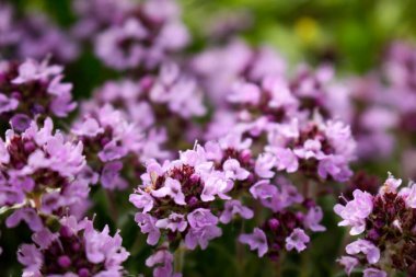 Çiçekli timüs aromalı bitki