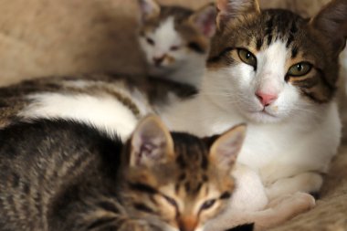 Hayvan geçmişi, kediler ve kediler.