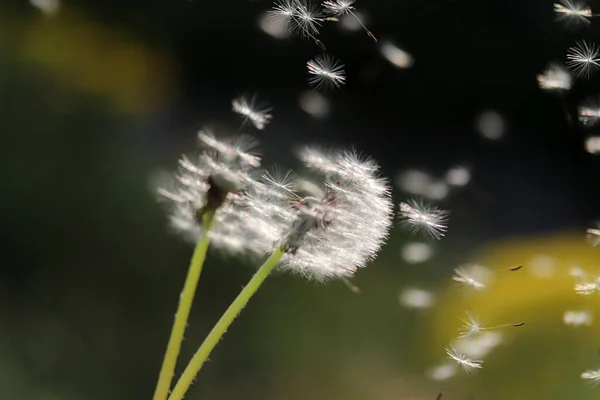 Dandelion Seeds Blowing Away Concept Freedom — Stok Foto