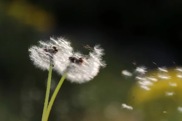 Dandelion Seeds Blowing Away Concept Freedom — Foto Stock