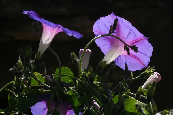 Purple Morning Glory Flower Closeup — 스톡 사진