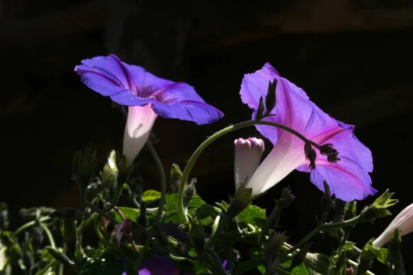 Purple Morning Glory Fecho Flor — Fotografia de Stock