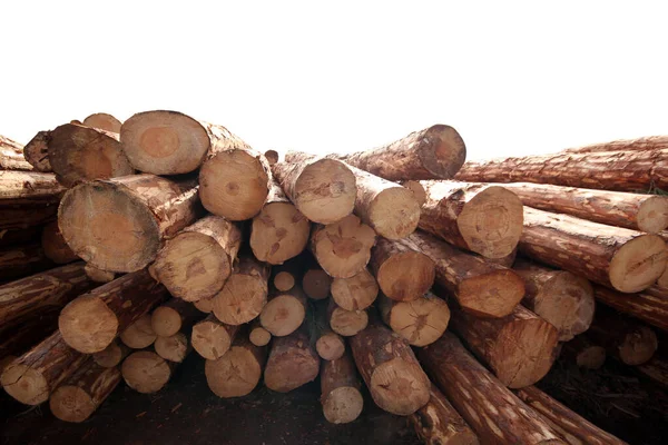 Close Pilha Logs Corte Fundo Branco — Fotografia de Stock