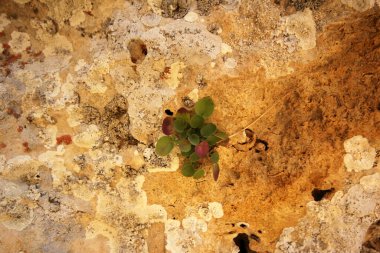 Kayaların arasında büyüyen bitki.