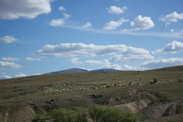 Flock Sheep Spreading Nature — Stock Photo, Image