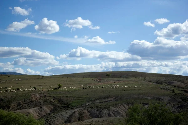 Flock Sheep Spreading Nature — Foto de Stock