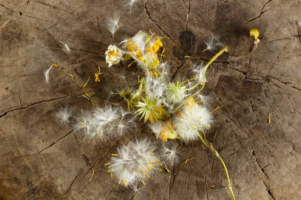 Dandelion Seeds Tree Texture — Stockfoto
