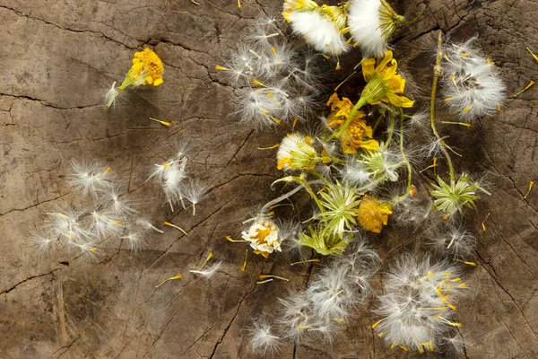 Dandelion Seeds Tree Texture — Stockfoto