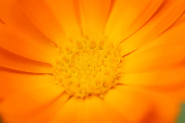 Calendula Officinalis Marigold Yellow Flower — Foto Stock