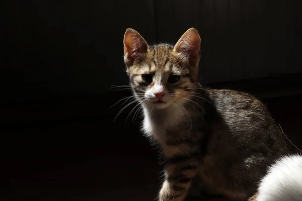 Nieuwsgierig Schattig Klein Katje — Stockfoto