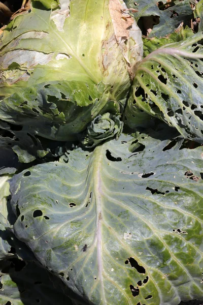 Cabbage Field Has Been Damaged Disease — Stock Photo, Image