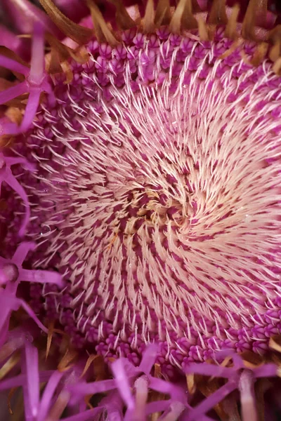 Thistle Close Beautiful Purple Thistle Flower — Stock Photo, Image