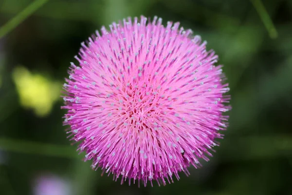 Thistle Close Beautiful Purple Thistle Flower — Stock Photo, Image