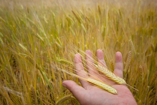 Hand Woman Holding Wheat Field — Fotografia de Stock