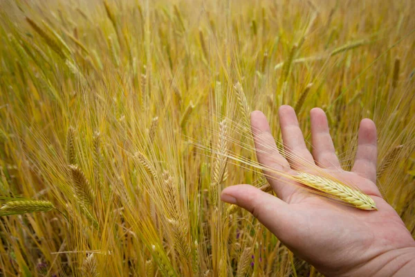 Hand Woman Holding Wheat Field — 스톡 사진