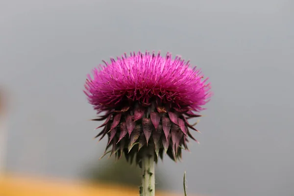 Thistle Close Beautiful Purple Thistle Flower — Stock Photo, Image