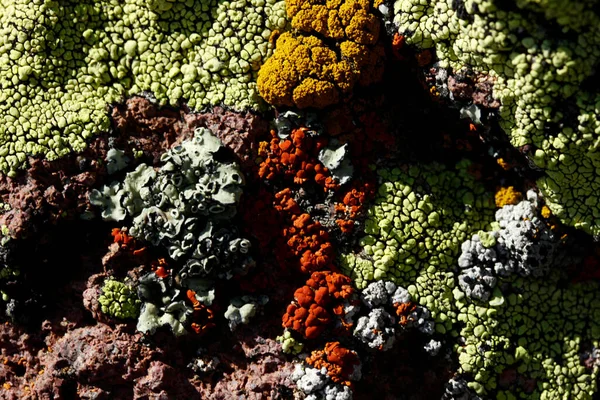 Various Types Lichens Rock — 图库照片