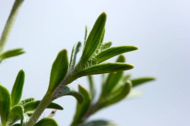 Original scented thyme. Aromatic herb used in cooking.