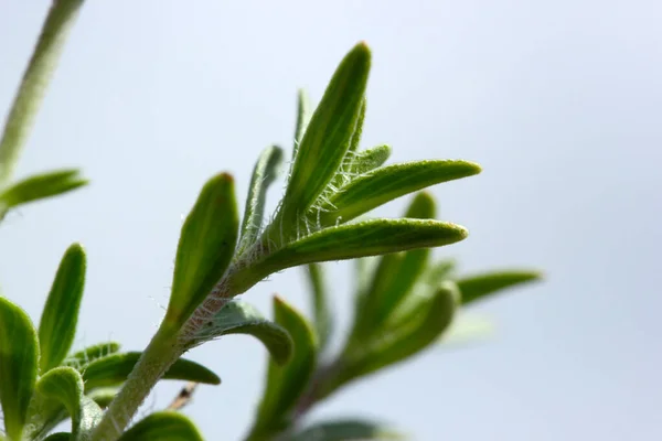 Original Scented Thyme Aromatic Herb Used Cooking — Stockfoto