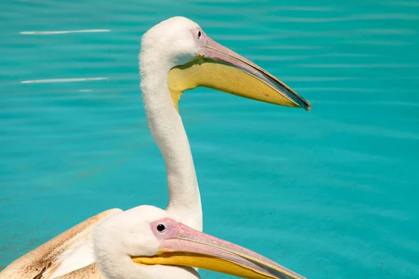 Pelican Birds Swimming Pool — Stockfoto