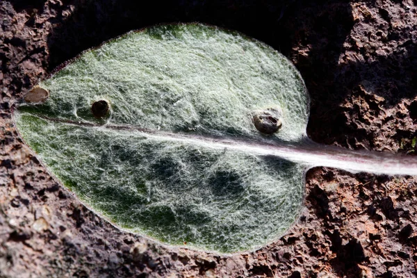 Green Leaf Rock — Stockfoto