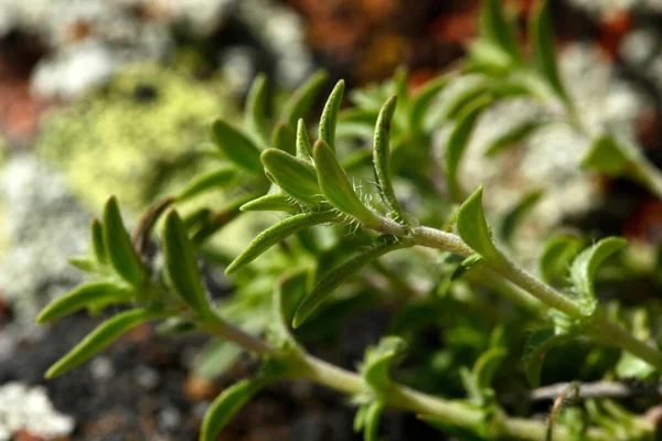 Original Scented Thyme Aromatic Herb Used Cooking — Stockfoto