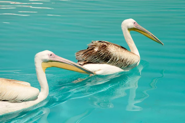 Pelican Birds Swimming Pool — Stockfoto
