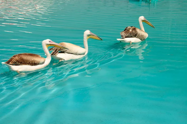 Pelican Birds Swimming Pool — Stockfoto