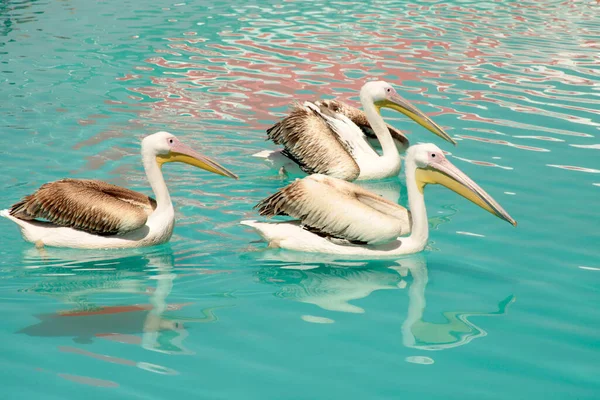 Pelican Birds Swimming Pool — Foto de Stock