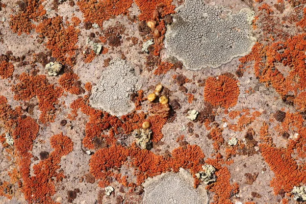 Orange White Lichen Rock — Foto Stock