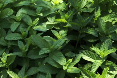 Taze yeşil nane bitkiler büyüme alanı.