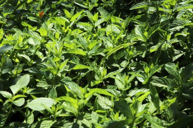 Taze yeşil nane bitkiler büyüme alanı. 