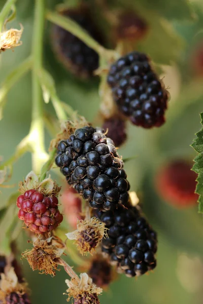 枝で成長するブラックベリーの果実 — ストック写真
