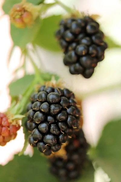 枝で成長するブラックベリーの果実 — ストック写真