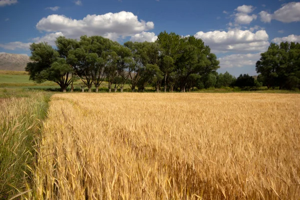 Field Ripe Yellow Wheat — Stock Photo, Image