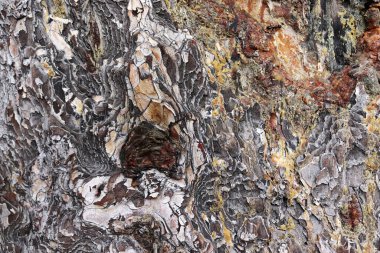 Sap from pine tree. Bark Background texture