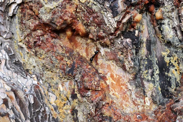 Σαπ Από Πεύκο Μαύρο Μυρμήγκι Στο Δέντρο — Φωτογραφία Αρχείου